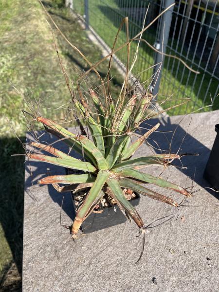 Leuchtenbergia principis v. trachythele